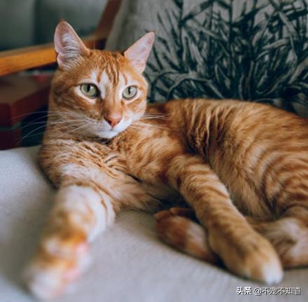 猫咪半夜嗷嗷叫是什么原因,猫咪半夜哇哇叫是什么意思