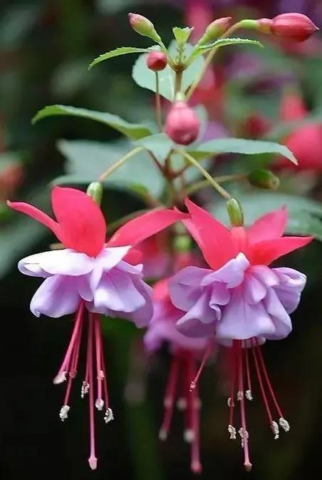 花朵壁纸横版,花朵招财壁纸