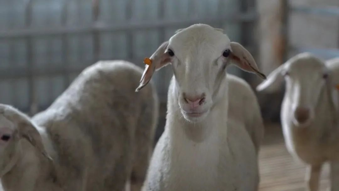 成县红川镇项目建设,多招商引资带动镇经济快速发展