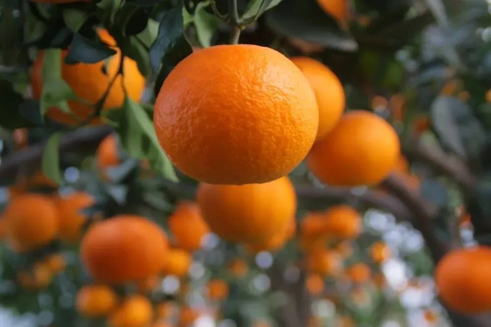 闈掔鏃呮父,鐪夊北闈掔