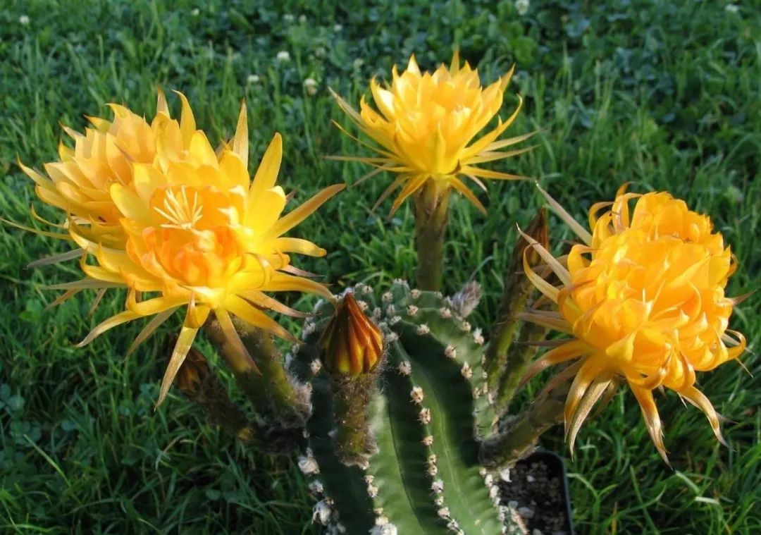 200种·仙人球开花图鉴，大开眼界，美到爆