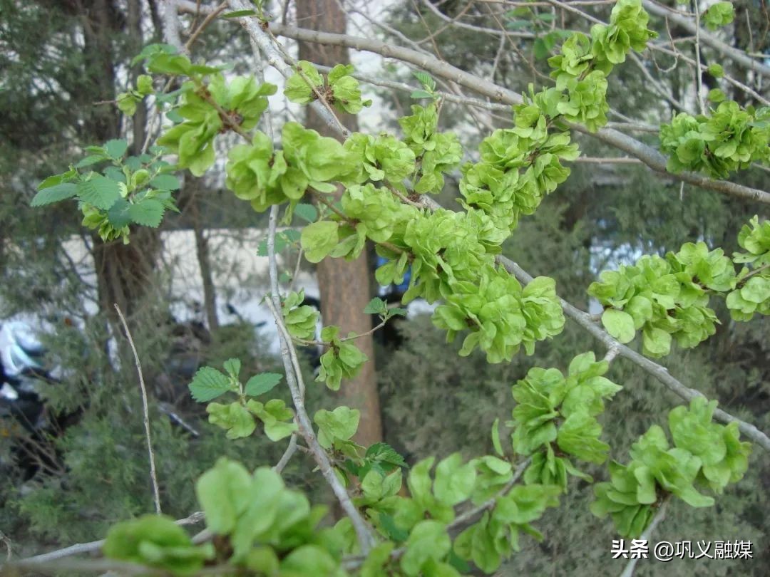 河南巩义的野菜大全,巩义四月份的山间野菜