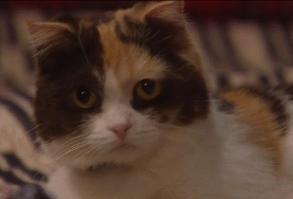 颜值超高的中华田园猫大科普,颜值爆表的8种中华田园猫