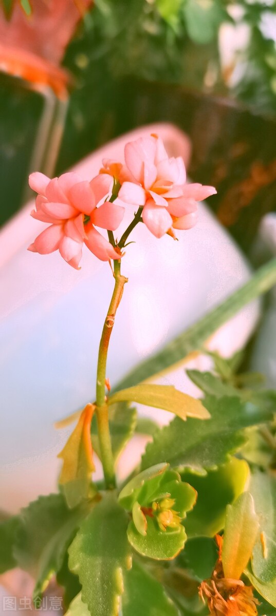 春天花的手机壁纸图片好看,春天图片唯美高清壁纸