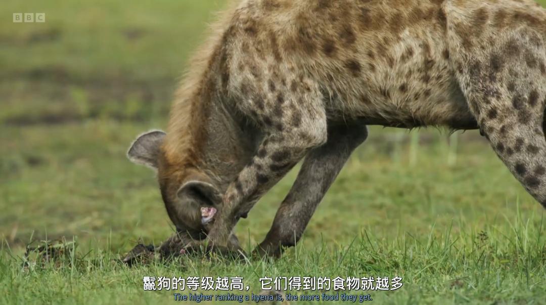 豆瓣评分甄嬛传,甄嬛传豆瓣深度分析