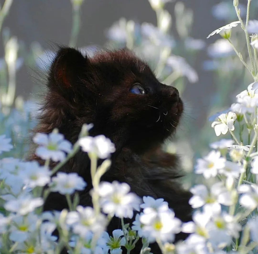 微信朋友圈背景图高级氛围感,朋友圈背景图看置顶