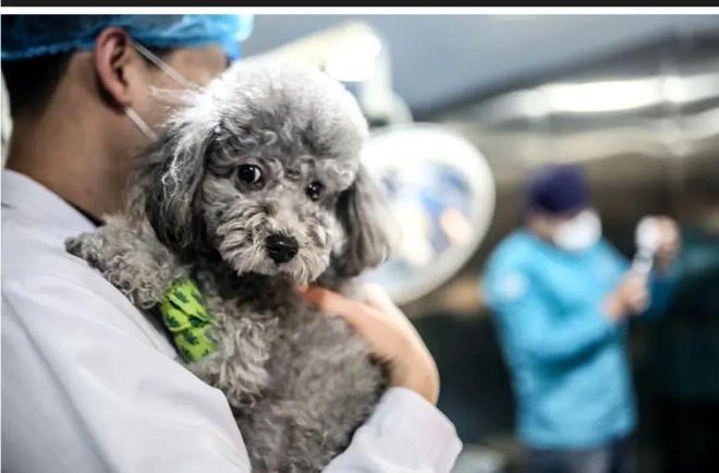 带薪撸猫遛狗,带薪撸猫日常