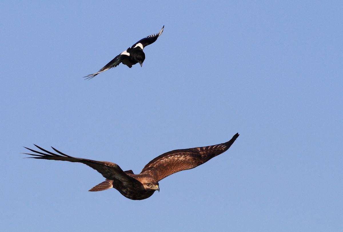 老鹰不吃喜鹊喜鹊为何没泛滥成灾,喜鹊很坏为何被视为吉祥鸟
