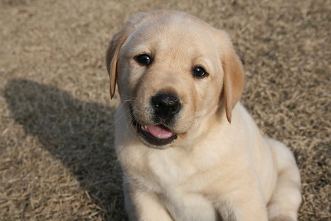 如何训练拉布拉多上厕所,拉布拉多怎么训练上厕所