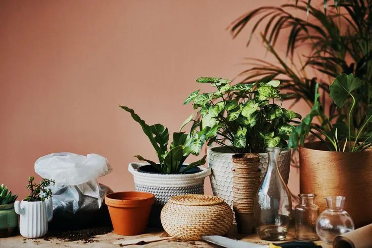 养花买花盆什么样好,花盆买什么颜色好