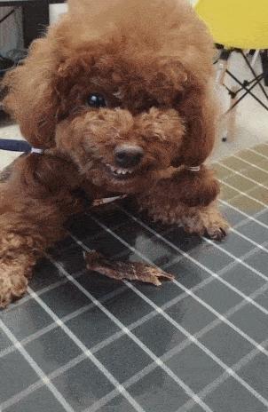 泰迪恨主人五种表现,泰迪有什么坏心思视频