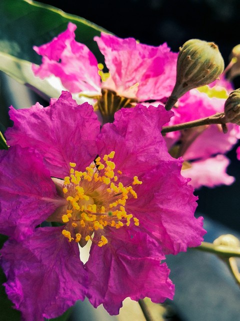 紫薇都市田园直播,紫薇都市田园好玩吗