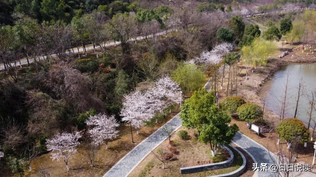 湖北荆州：石首“繁花”上大分↑即将刷爆朋友圈！