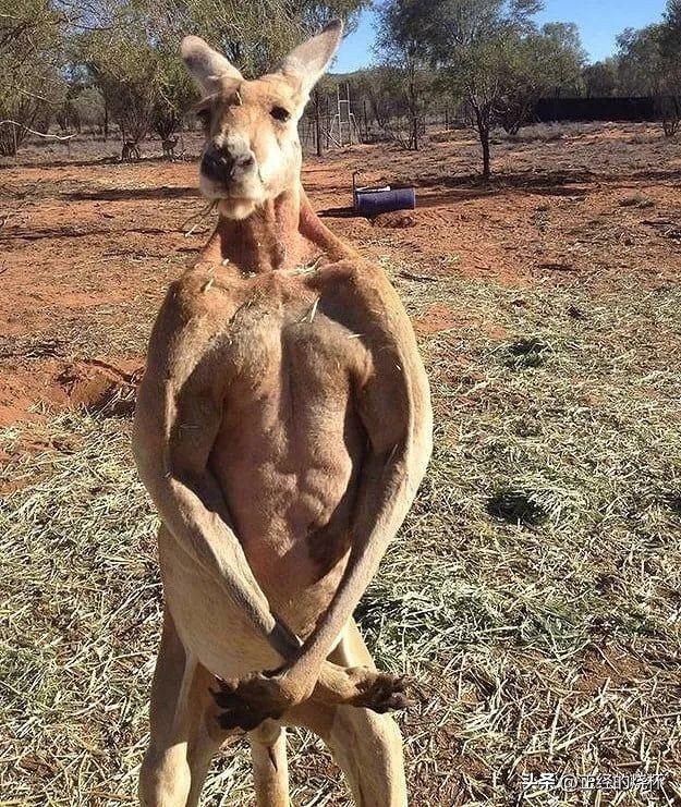 袋鼠动物特性,袋鼠的意义