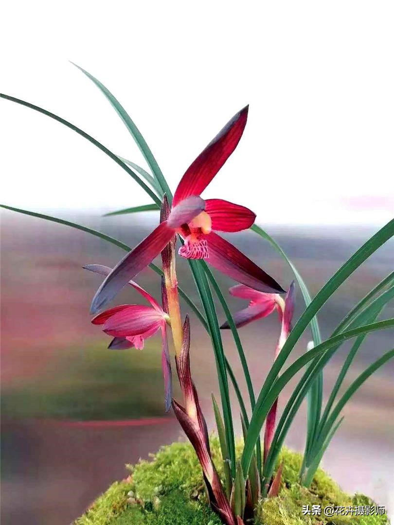 贵州最新最极品的兰花图片,贵州哪种兰花最漂亮