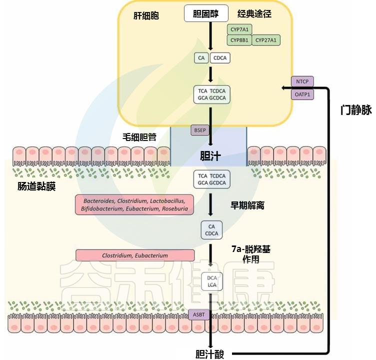 肠道菌群的奥秘与重要性,肠道中的有益菌属于益生菌吗