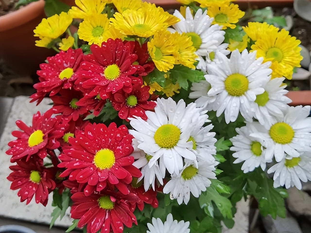 好看易种易活的花推荐,容易爆花的庭院花卉