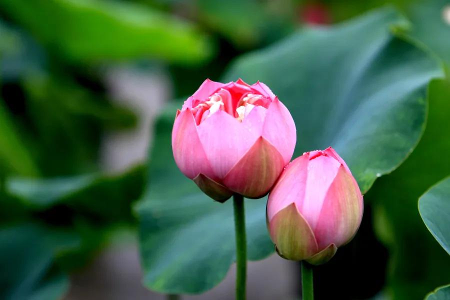 一花一世界一念一佳人的图片,一花一世界一叶一春秋图片