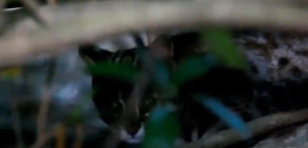 20年广东老太捡到一只“野猫”,越养越不对劲,专家看后立即报案