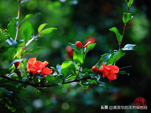 中国传统色彩青色代表物,传统色彩文化中国红