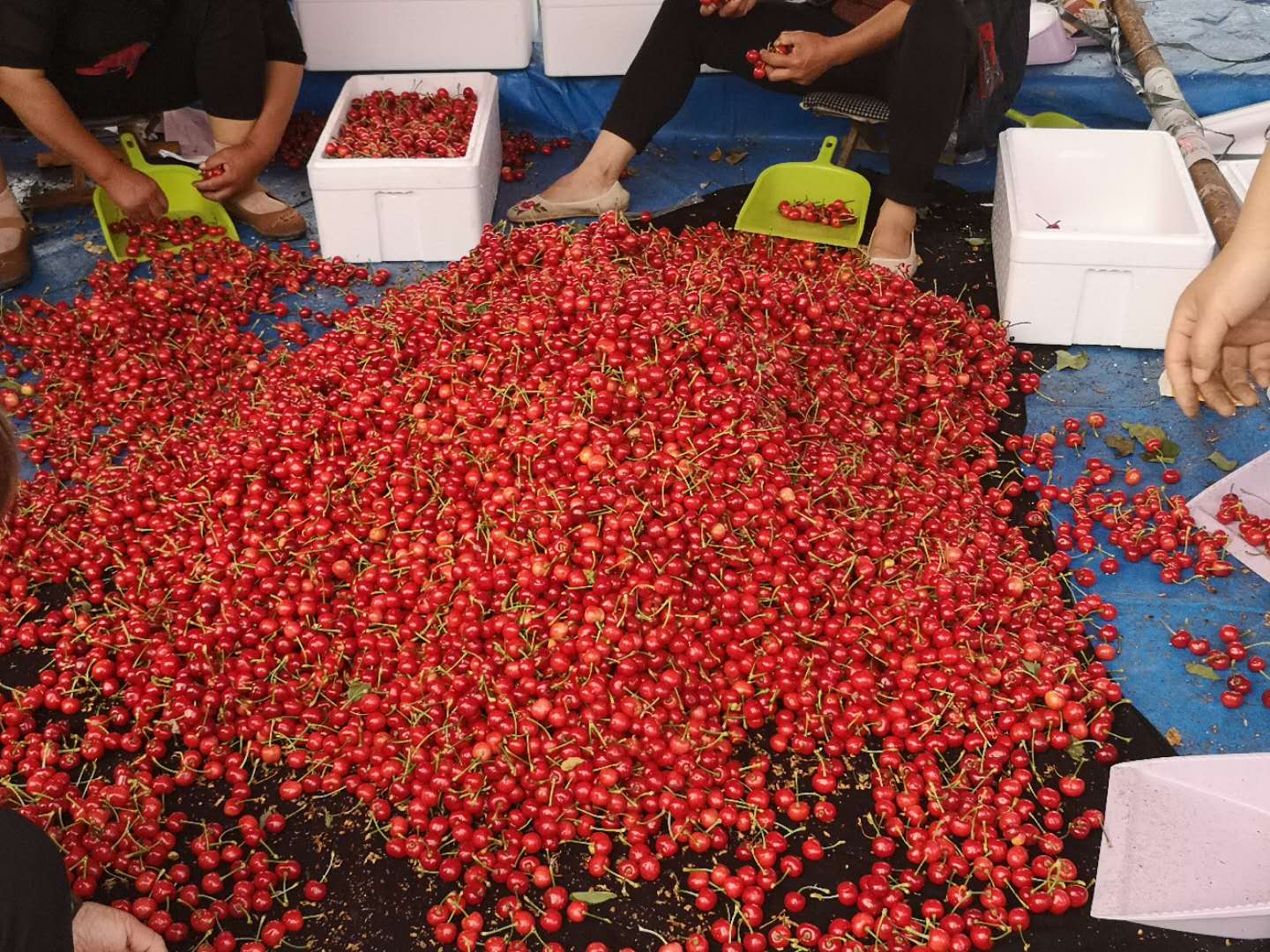 澳大利亚车厘子几月熟,澳大利亚车厘子为什么便宜