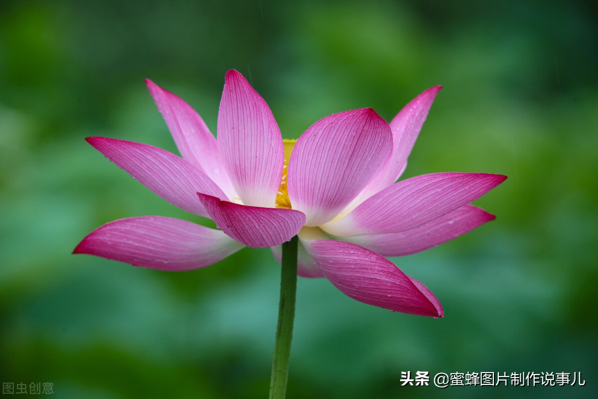 出淤泥而不染濯清涟而不妖深意,出淤泥而不染濯清涟而不妖相似词