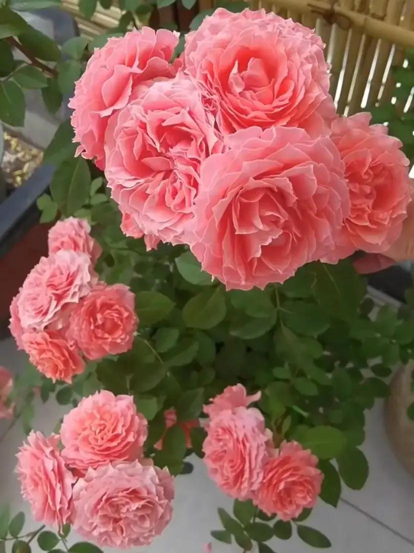 珊瑚果冻月季优缺点,珊瑚果冻月季图片