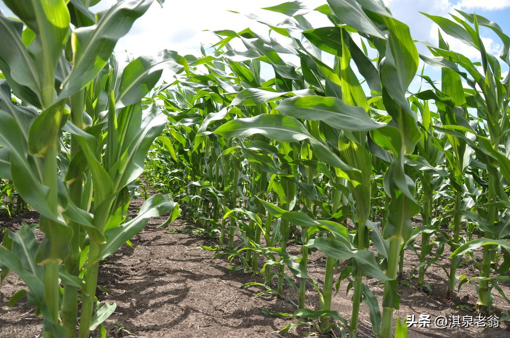 白色超甜糯玉米种植技术完全版,高产鲜食糯玉米品种