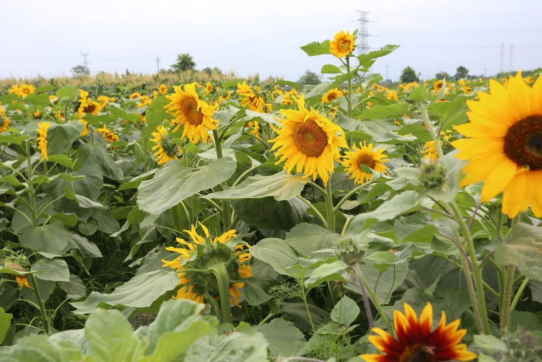 广汉彩色油菜花花海,广汉高坪镇油菜花高清图片