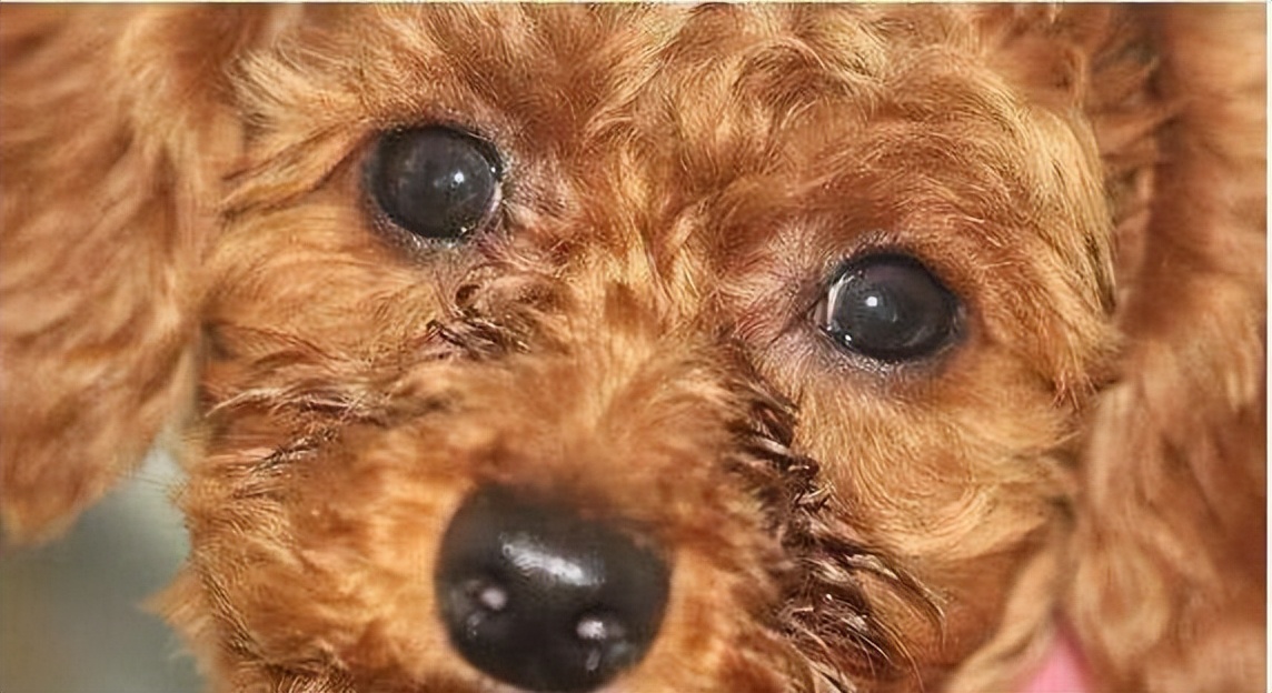 狗狗眼睛红有血丝是怎么回事,狗狗尿里有一点点血丝是怎么回事