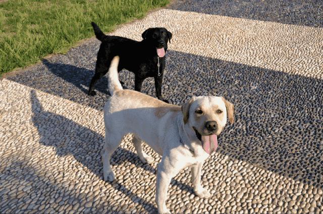 狗狗尾巴疯狂摇,狗狗的尾巴向下摇摆是什么意思