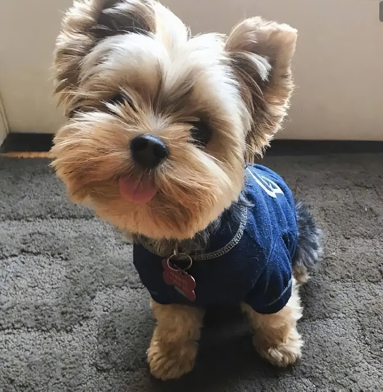 约克夏犬优缺点及适合人群,约克夏犬的特点和优缺点