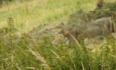 英短猫和美短哪个好养,英短跟美短猫咪