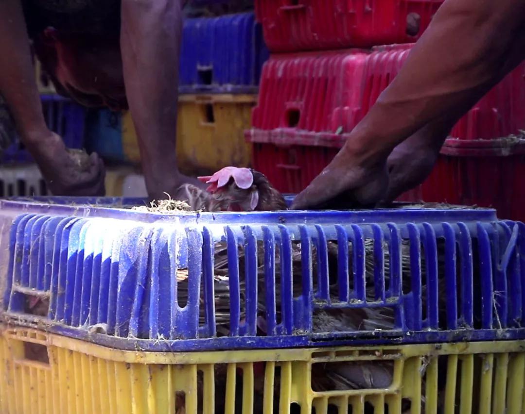 缅甸疫情严峻,缅甸疫情食物购买