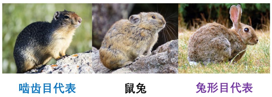 原来兔子的战斗力这么强,兔子的战斗力有多强用事实说话