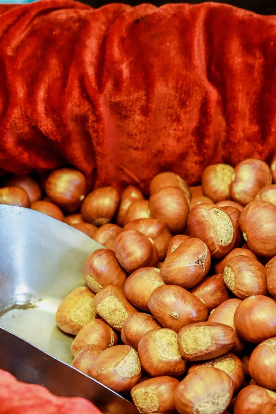 来了，2022太仓栗子不完整种草指南