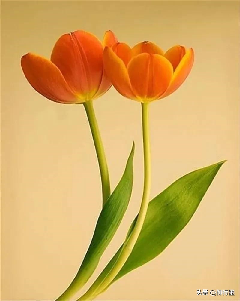 手机拍摄花朵的摄影技巧,拍照技术技巧花朵