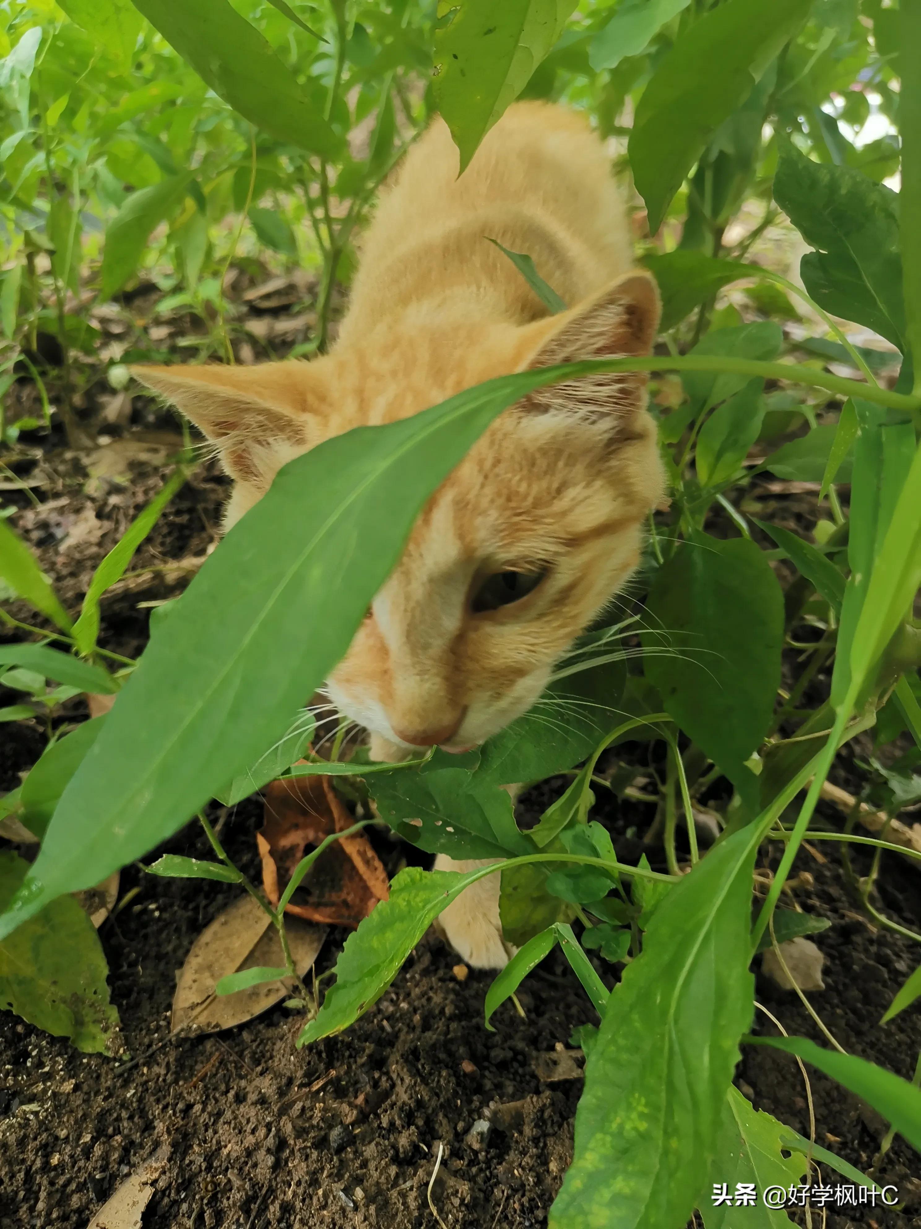 爱“碰瓷”的“猫坚强”，车压数次屡“碰”屡伤，“碰”瘾依旧在