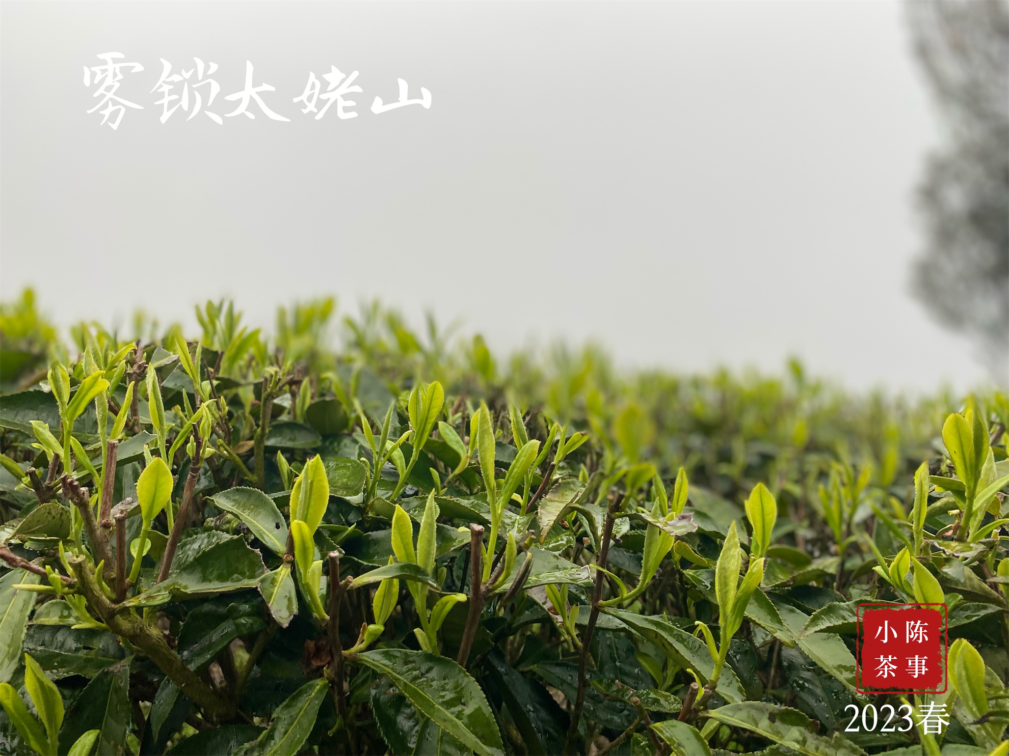 白茶只有老的好,白茶新茶就好喝