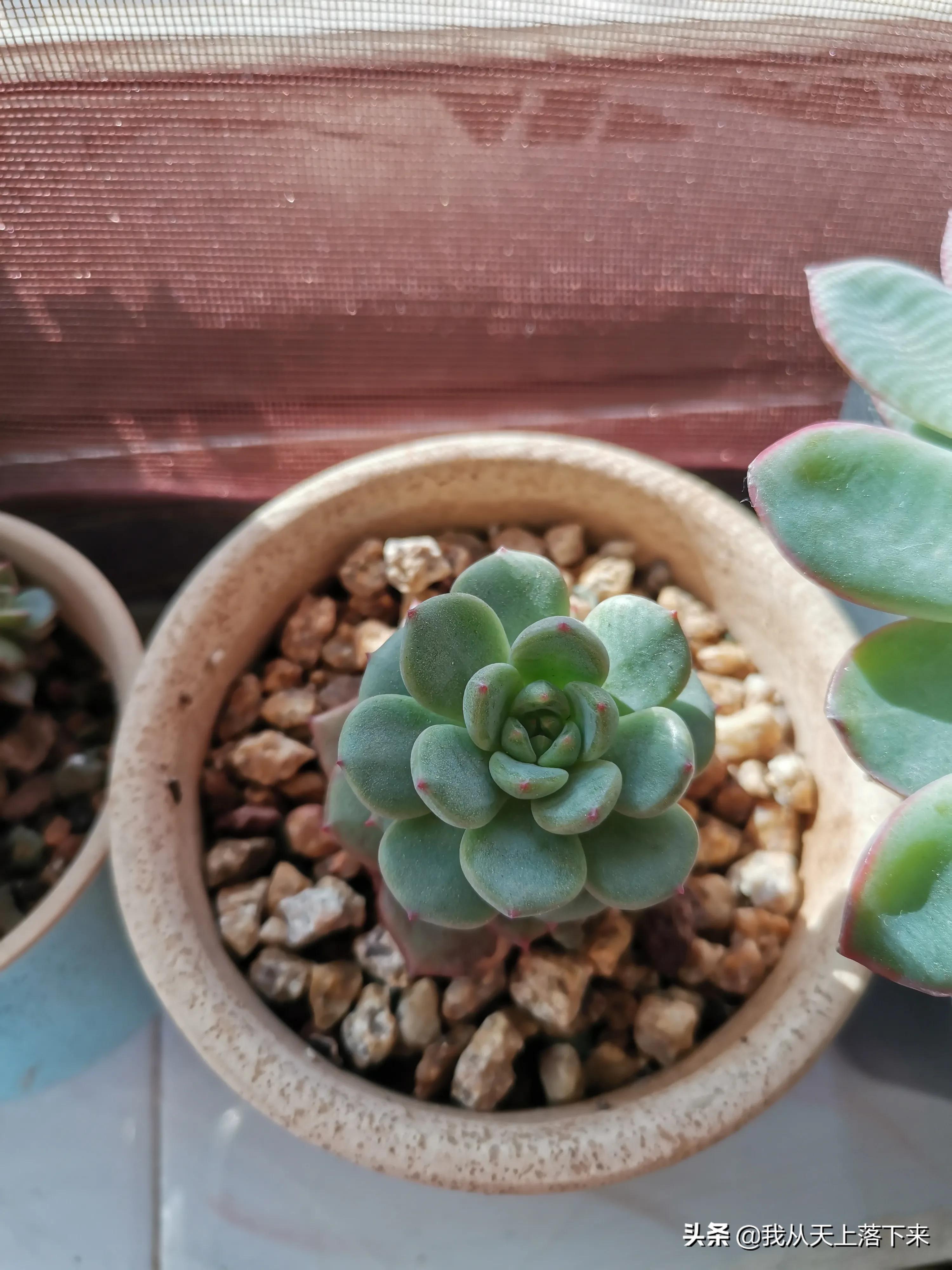 多肉品种及图片大全欣赏,多肉品种辨别图片大全欣赏