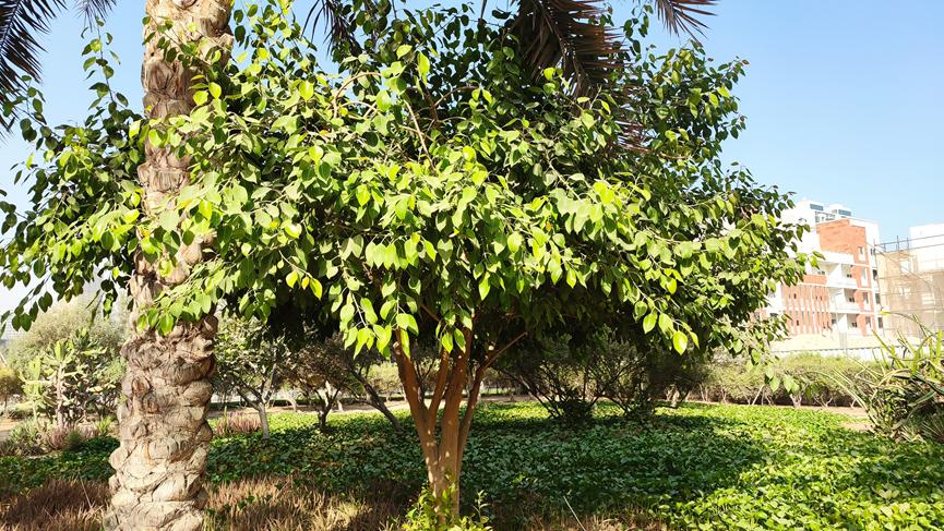 迪拜适合养什么植物,迪拜常见花草