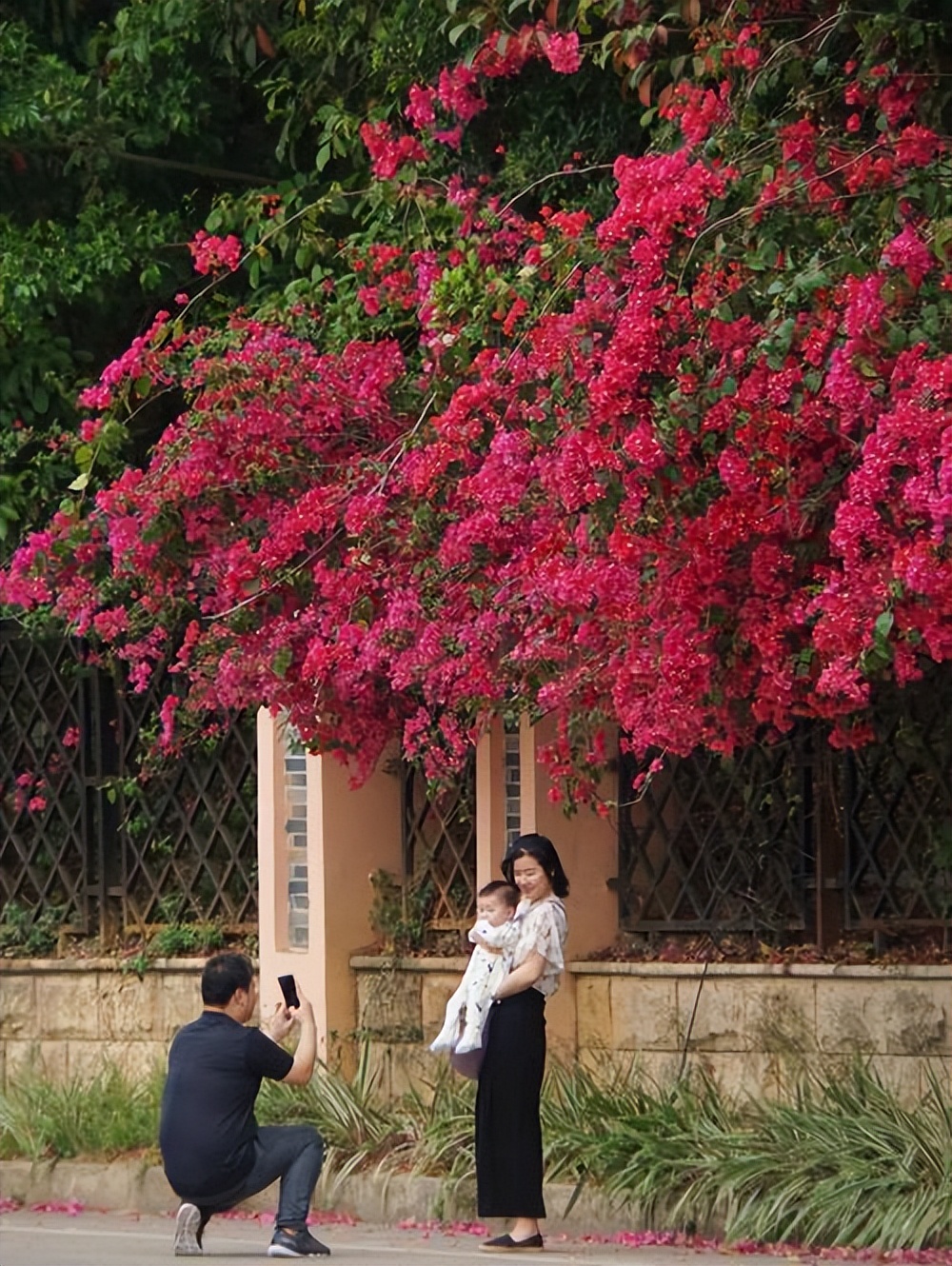 三角梅怎么养才能变成花墙,三角梅如何种成花墙