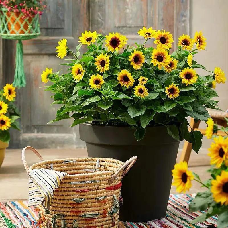 新年，贫富都要有“六种吉祥果”“六种吉祥花”，虎年虎虎生威