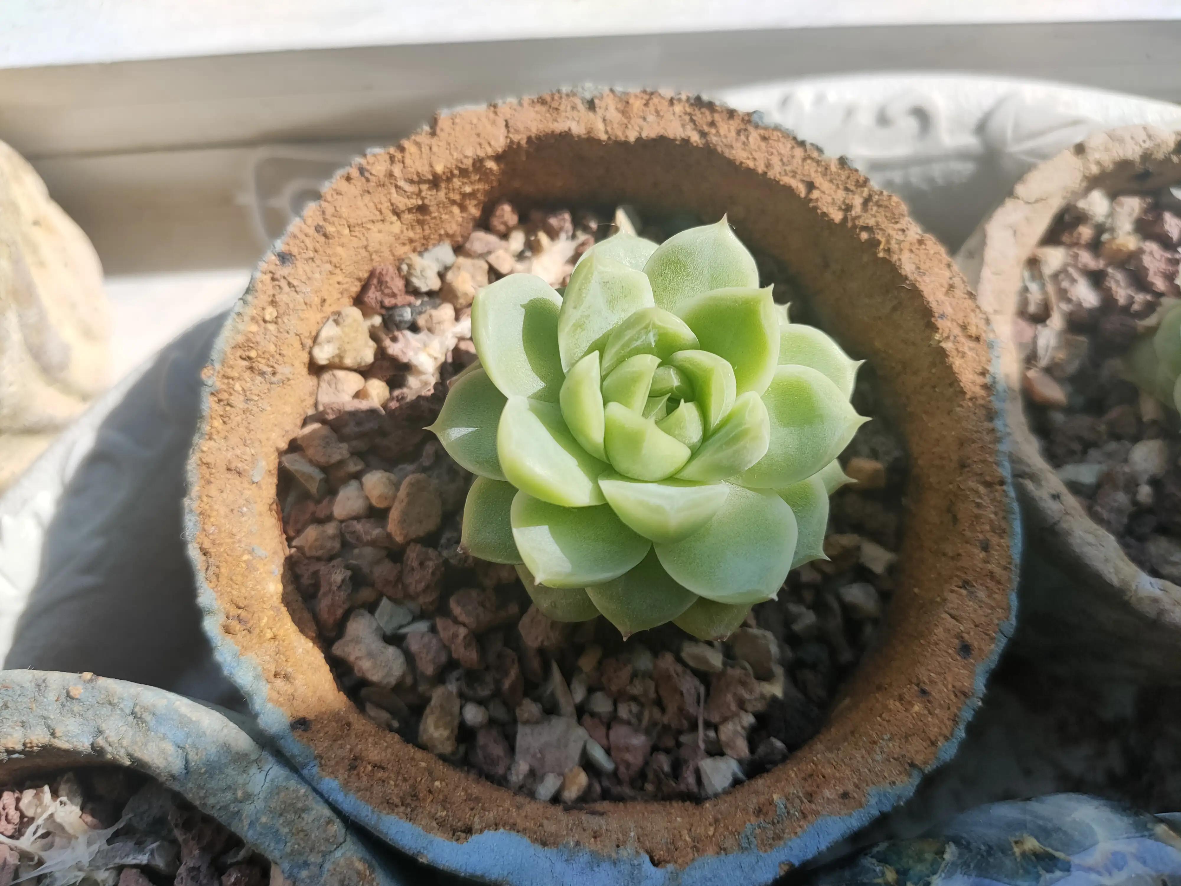 雪樱多肉韩国进口,韩国芦荟多肉品种