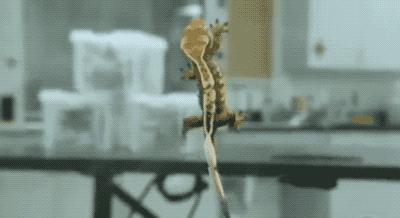 人畜无害的壁虎为何位居五毒之一,壁虎有人性吗