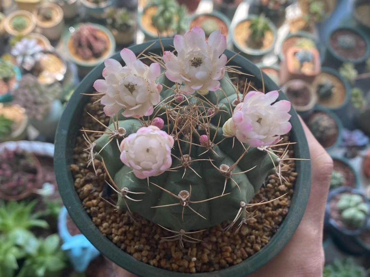 仙人球品种精品,仙人球名贵绿植