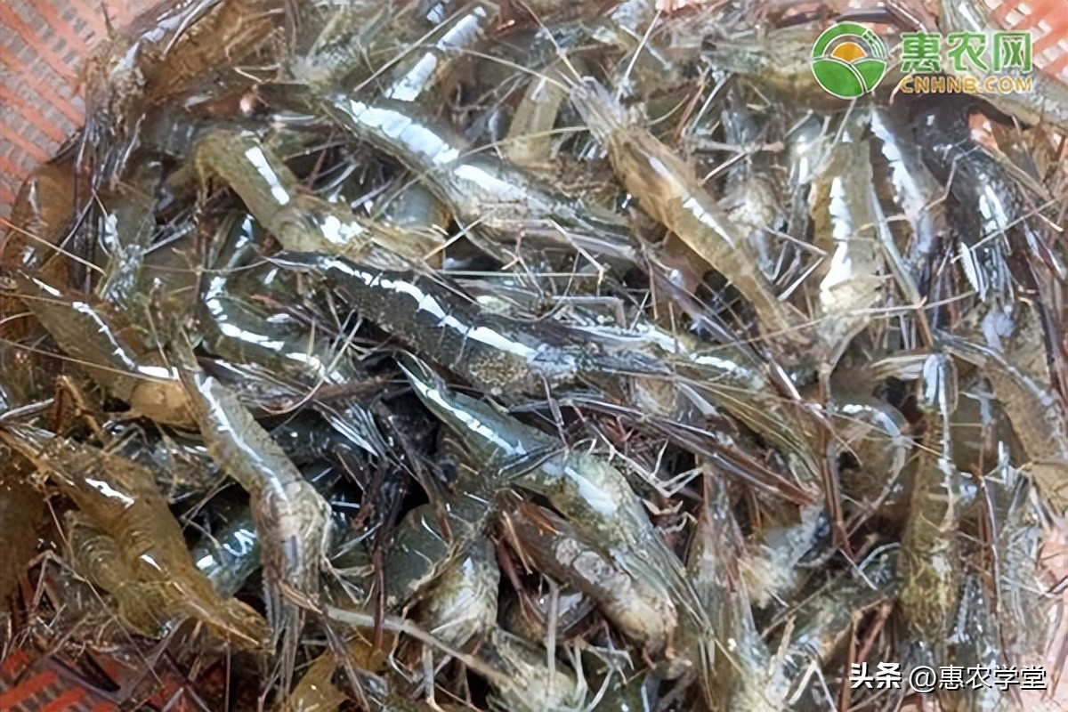 现在活虾批发多少钱一斤,活虾批发价格多少钱一斤