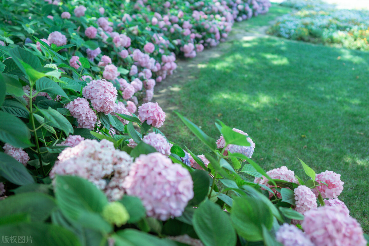 上海踏青2022,上海踏青最佳景点2021