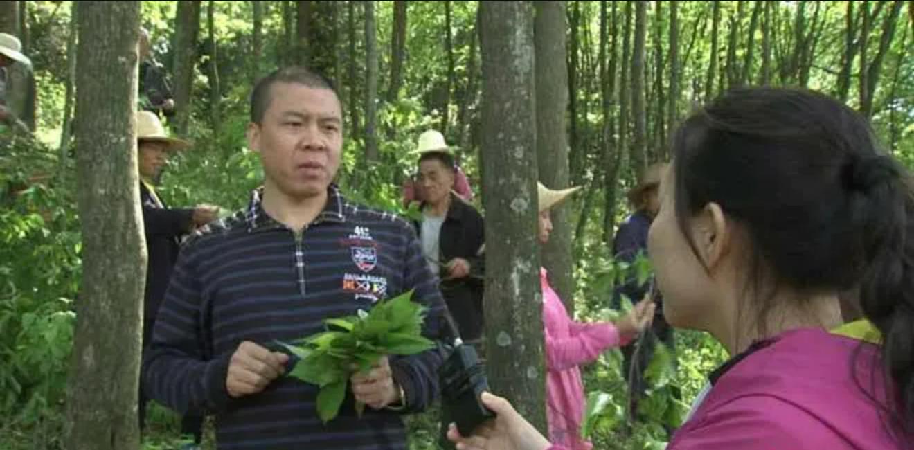 广东大叔发现商机变废为宝,将不要的叶子售卖,年销售达1000多万