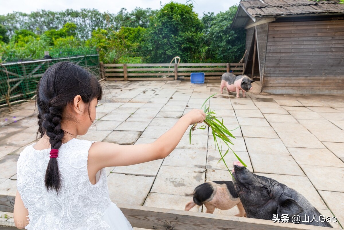 24岁高学历美女靠养猪年入10万，实现财富自由